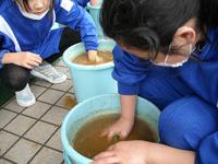 田植えの様子
