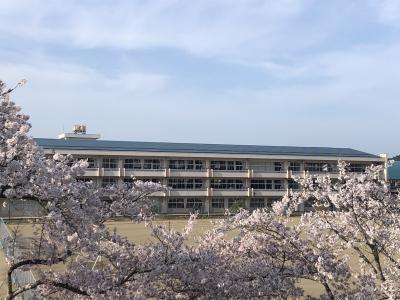 校庭の桜から校舎を望む