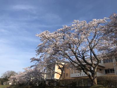 玄関前の桜